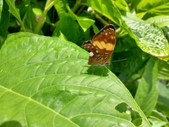 Adelpha leucophthalma