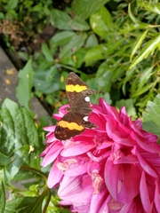 Adelpha leucophthalma