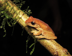 Leptomantis harrissoni