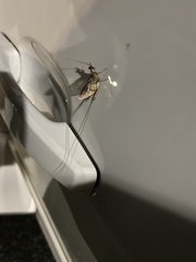 Ephemeroptera