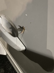 Ephemeroptera