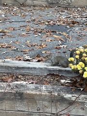 Sciurus carolinensis