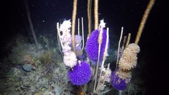 Clavelina puertosecensis
