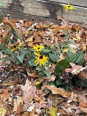 Rudbeckia hirta