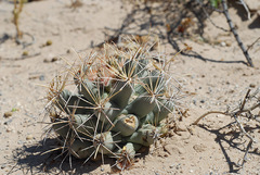 Coryphantha robustispina uncinata