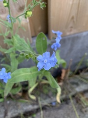 Pentaglottis sempervirens