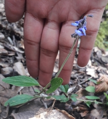 Salvia helianthemifolia