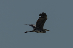 Ardea cinerea