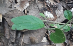 Salvia helianthemifolia