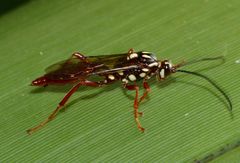 Degithina