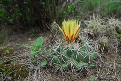 Coryphantha pycnacantha