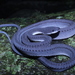 Serpiente Dragón - Photo (c) gerraldkevin, algunos derechos reservados (CC BY-NC), subido por gerraldkevin