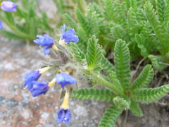 Polemonium elegans