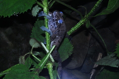 Limnonectes macrodon