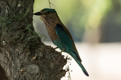 Coracias benghalensis