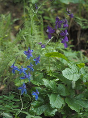 Delphinium patens