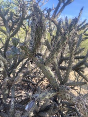 Cylindropuntia thurberi