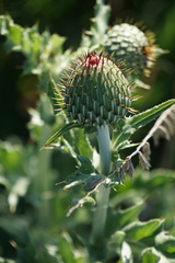 Cirsium undulatum