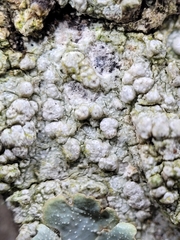 Pertusaria macounii