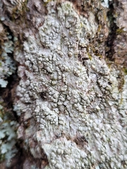 Pertusaria macounii