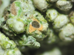Pertusaria macounii