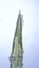 Tortella inflexa
