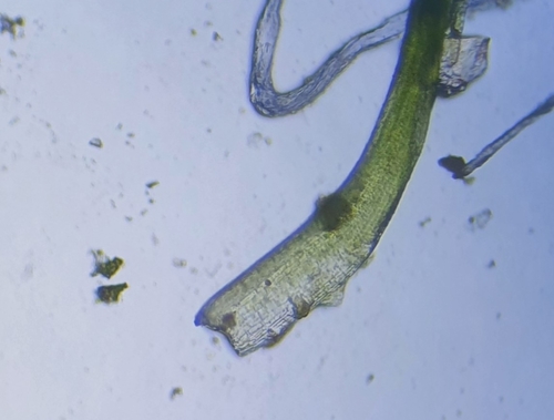 Image of Tortella inflexa by no rights reserved