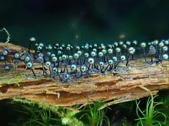 Lamproderma columbinum