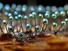 Lamproderma columbinum