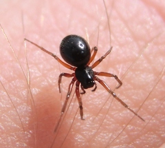 Scotinotylus alpinus