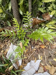 Cyrtomium falcatum