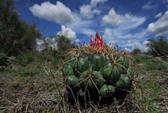 Coryphantha pycnacantha