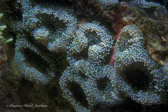 Ricordea florida