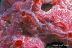 Monanchora arbuscula