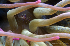 Periclimenes yucatanicus