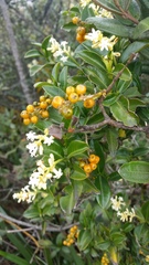 Palicourea boqueronensis