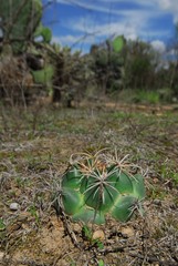 Coryphantha pycnacantha