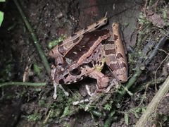 Huia cavitympanum