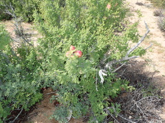 Erythrophysa alata