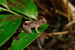 Mjoberg's Dwarf Litter Frog photo 3