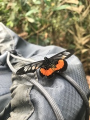 Acraea pelopeia