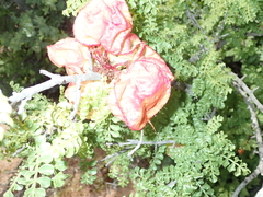 Erythrophysa alata