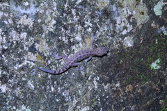Cyrtodactylus marmoratus