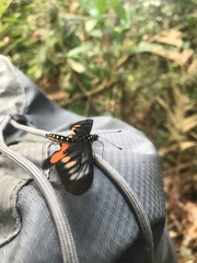 Acraea pelopeia
