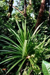Pandanaceae