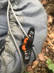 Acraea pelopeia