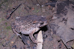 Ingerophrynus biporcatus