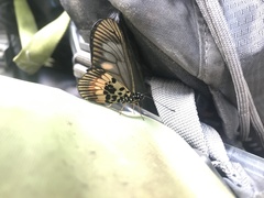 Acraea pelopeia