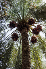 Phoenix dactylifera