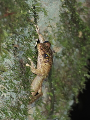 Meristogenys amoropalamus